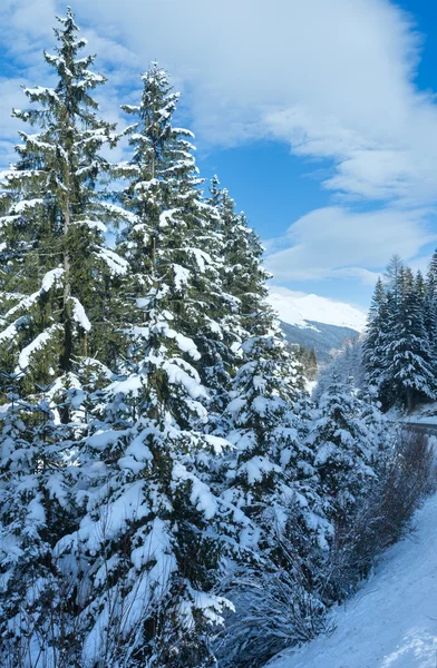 Besneeuwde sparren. — Stockfoto