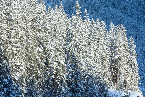 雪の fir 木. — ストック写真