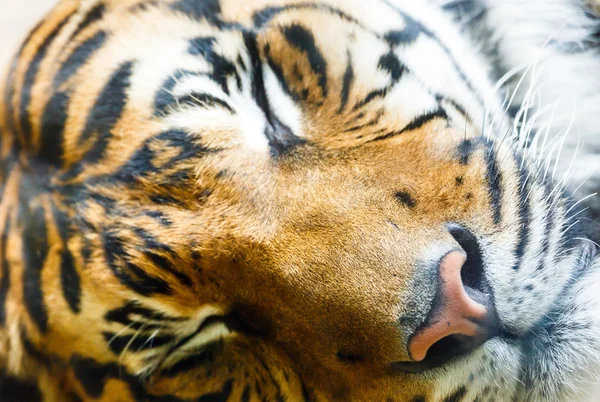 Schlafender Tiger — Stockfoto
