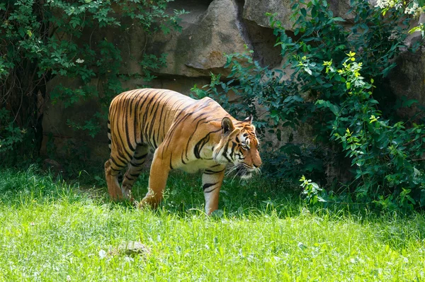 Tigre andante — Foto de Stock