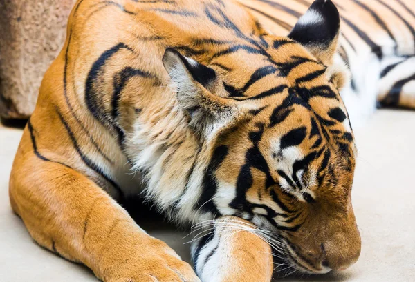 Tigre dormido — Foto de Stock