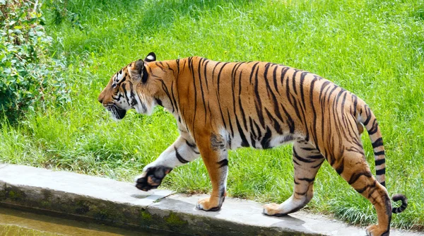 Gehender Tiger — Stockfoto
