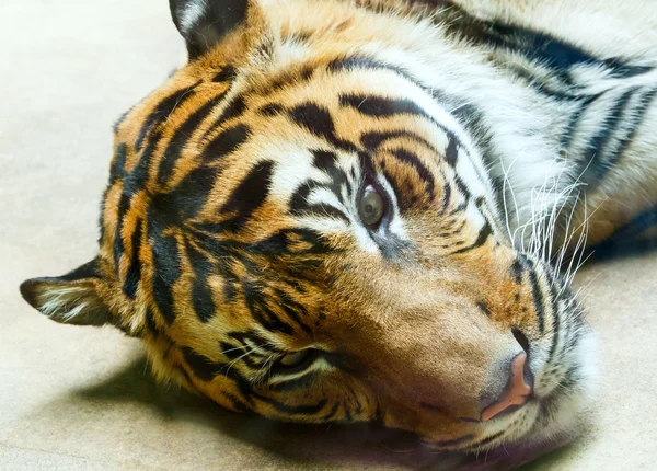 Tigre en reposo — Foto de Stock