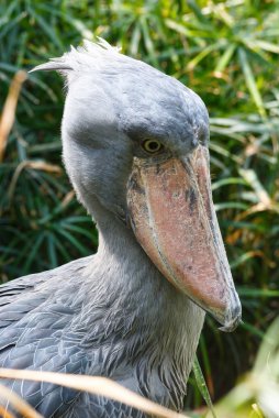 Shoebill tatlı.