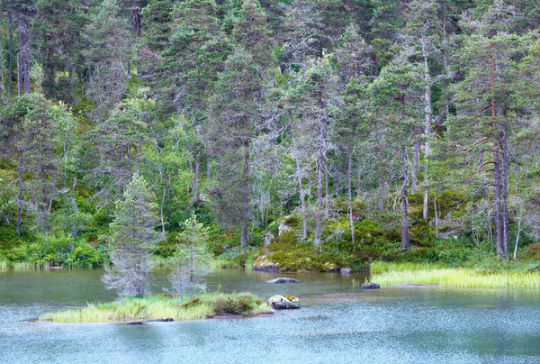 Sommer-Tannenwald am Ufer. — Stockfoto