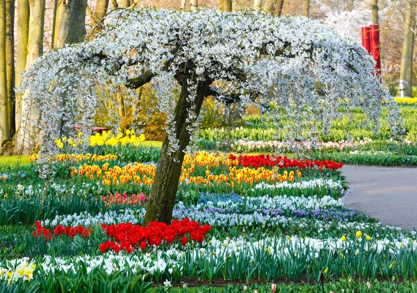 Parque de primavera . —  Fotos de Stock