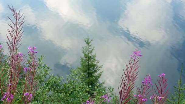 Clouds reflections in lake water and plans in front. — Stock Video