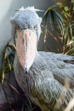 Shoebill tatlı.