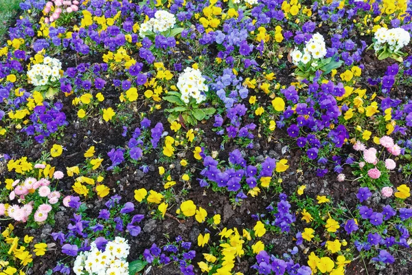 Blossoming canteiro de flores varicolored . — Fotografia de Stock