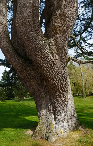 Gran árbol viejo en el parque de primavera . — Foto de Stock