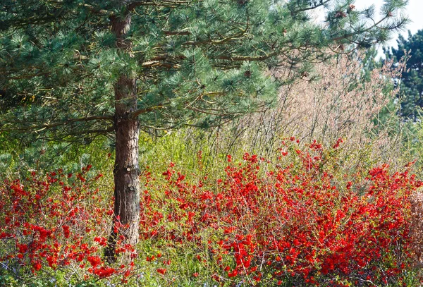 Árbol de pino y arbusto en flor en el parque de primavera . —  Fotos de Stock