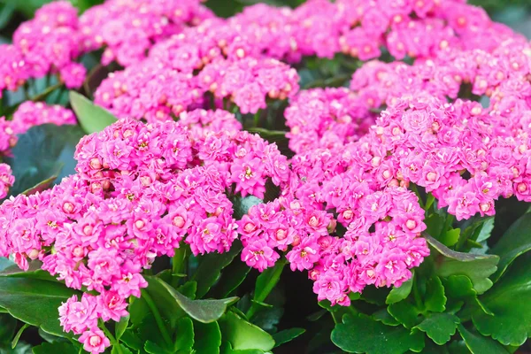 Kalanchoe pink flowers closeup. — Stock Photo, Image