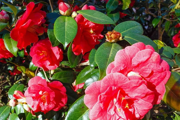 Bloeiende Camellia bush met rode bloemen. — Stockfoto