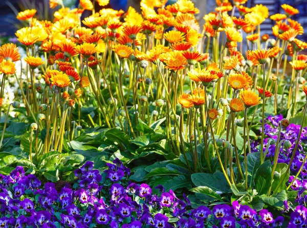 Calendula gula blommor närbild. — Stockfoto