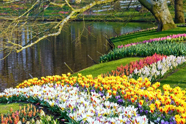 Wiosną tulipany i Hiacynty varicolored w pobliżu stawu. — Zdjęcie stockowe