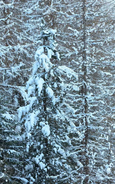 Floresta de abeto nevado . — Fotografia de Stock