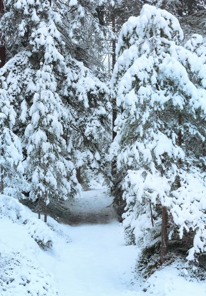 Forêt de sapins neigeux . — Photo
