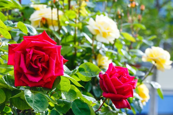 Pohled na jaře květy růže — Stock fotografie