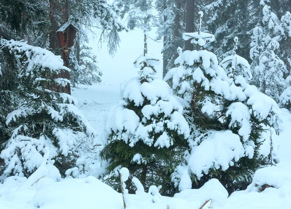 Snöiga träd i skogen. — Stockfoto