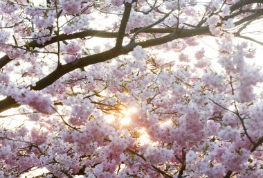 Şu yeni gelişen ağaç dal