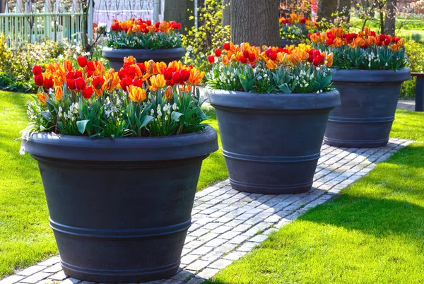 Tulipes rouges-jaunes dans de grands pots de fleurs dans le parc du printemps . — Photo
