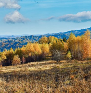 güneşli sonbahar dağ orman dağın (Karpat, Ukrayna)