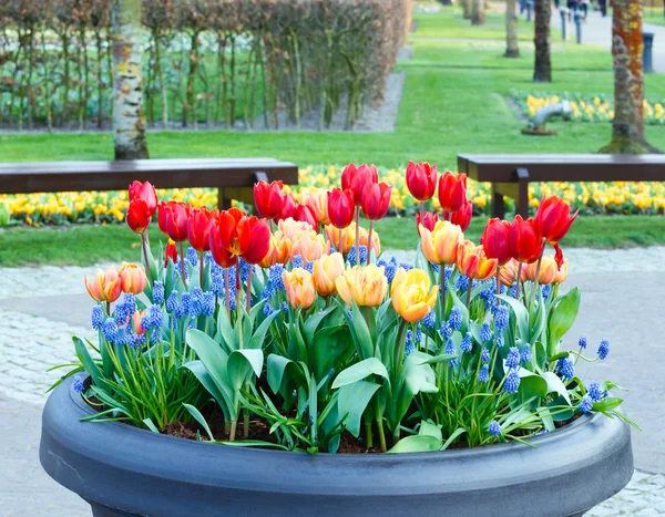 Rot-gelbe Tulpen im großen Blumentopf. — Stockfoto