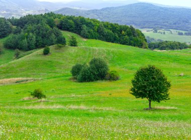 Sammer tepelik çayır
