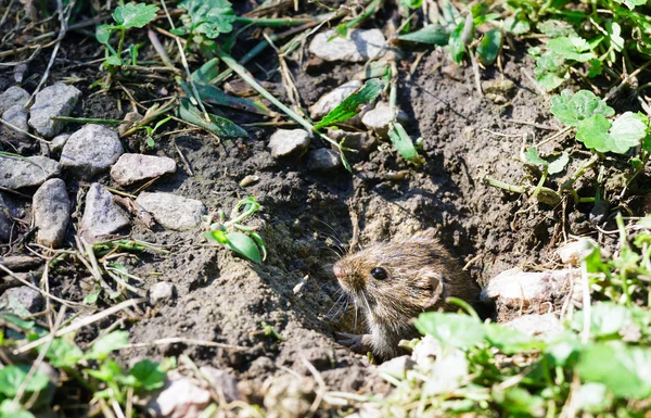 Küçük gri fare — Stok fotoğraf