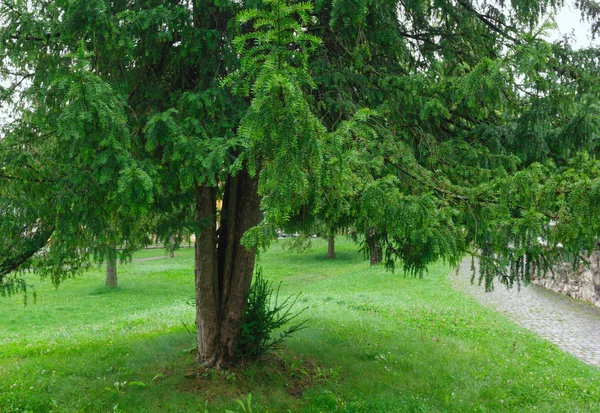 Zomer park. — Stockfoto