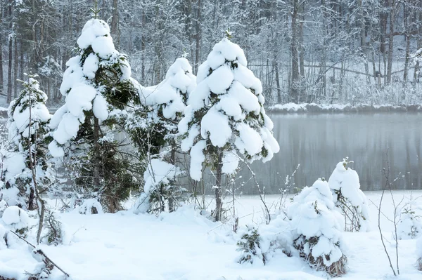 Pequeno fluxo de inverno com árvores nevadas . — Fotografia de Stock