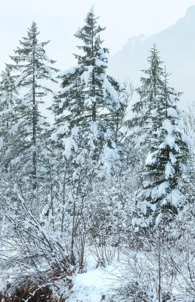 雪に覆われた木. — ストック写真