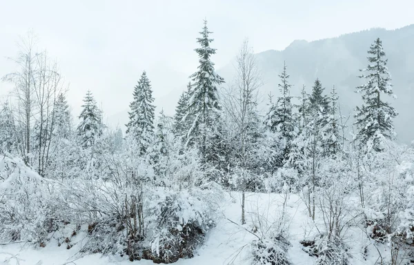 Abeto cubierto de nieve . — Foto de Stock