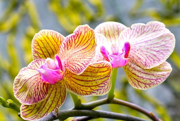 Orchid flower — Stock Photo, Image