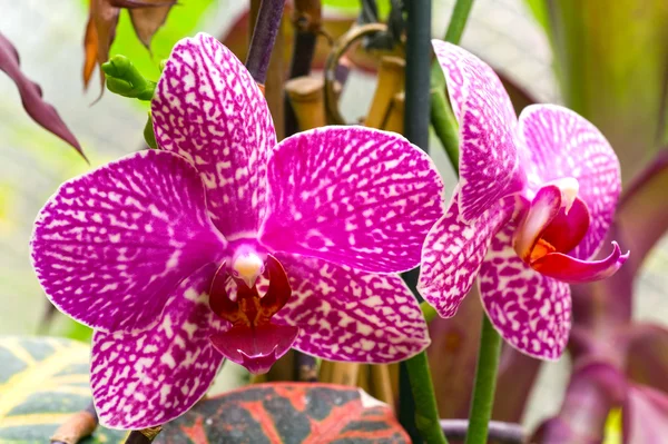 Orchid flower — Stock Photo, Image