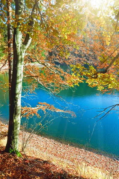 Autumn tree and Synevir lake — Stock Photo, Image