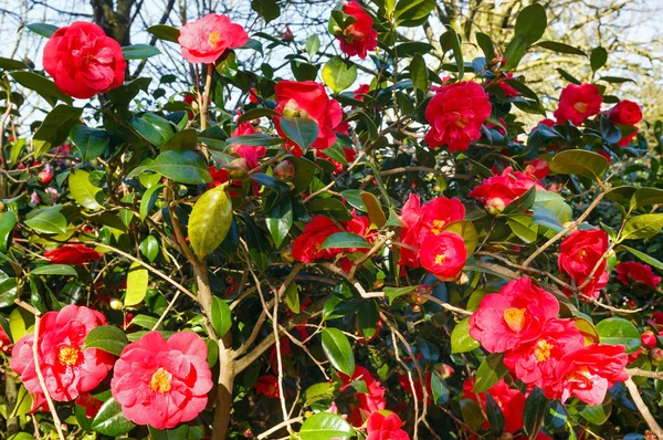 Bloeiende Camellia bush met rode bloemen. — Stockfoto