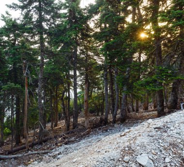 Dağ Göknar ormanı ve güneş