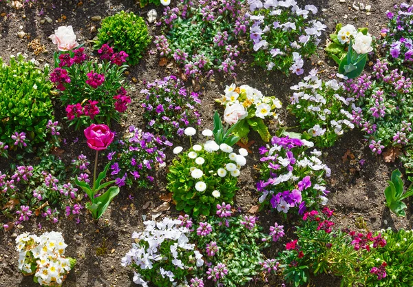 Macizo de flores varicolores florecientes . — Foto de Stock