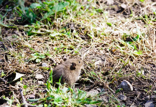 棕色的小老鼠 — 图库照片