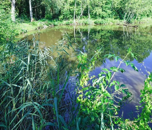 Sommaren sjön. — Stockfoto