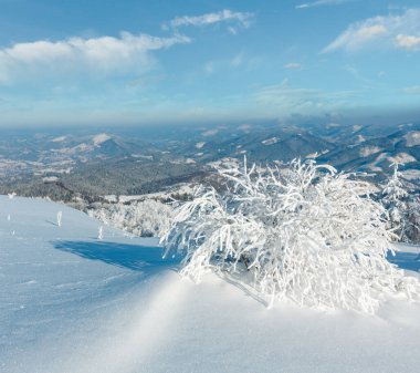 Dağ manzarası güzel süs ağaçları ve snowdrifts yamaç (Karpat Dağları, Ukrayna ile sabah kış sakin)