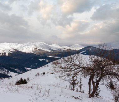 Sahne pitoresk alp dağ sırtı (Ukrayna, Karpat Dağları, Chornohora aralığı, Dzembronya Köyü ilçe sınırı hills huzur huzurlu görünümünden sabah kış kar kaplı).