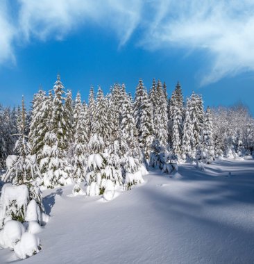 Karlı dağ karlı köknar ormanı. Kar yağışı var.,