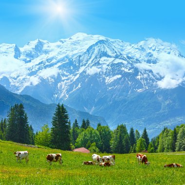 glade ve mont blanc manzaralı massif inek sürüsü