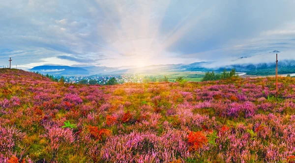 September Sonnenaufgang Land Ausläufern mit Heidekraut Blumen und umwerben — Stockfoto