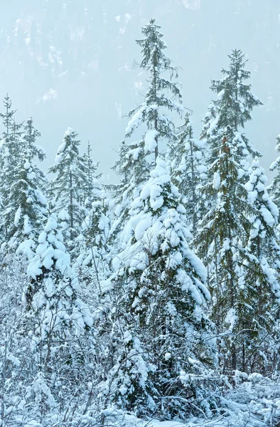 Besneeuwde sparren. — Stockfoto