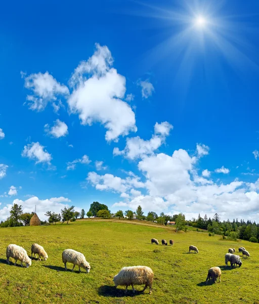 Schapen beslag op zomer berg heuveltop — Stockfoto