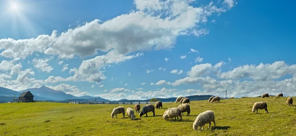 Stado owiec na płaskowyżu — Zdjęcie stockowe