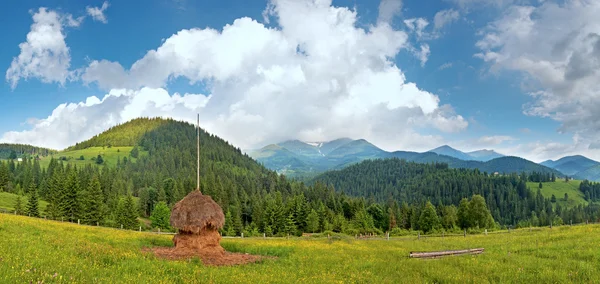 Verano prado de montaña — Foto de Stock